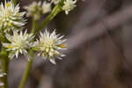 Baldwin's milkwort